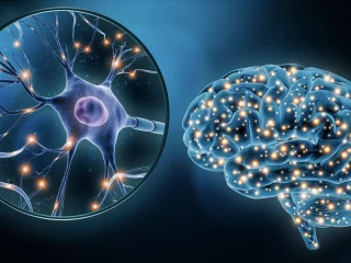 MOZOG NEURON