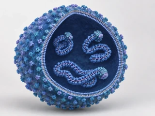 Virus Shamonda