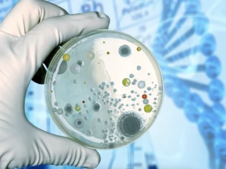 bacteria