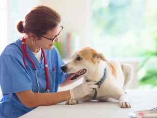 veterinář pes vyšetření 25