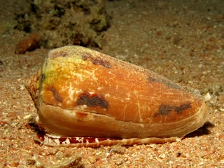 mušle