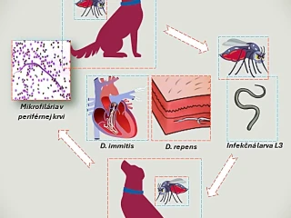 Dirofilaria immitis: Jak se „exotická“ parazitární infekce usídlila v Česku a na Slovensku - obr. 1