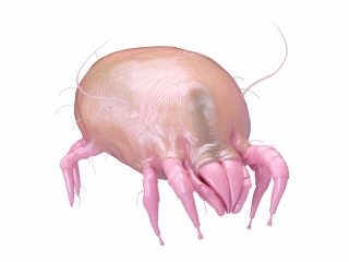 roztoč