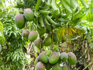 Mangifera indica