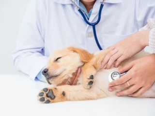štěně pes péče srdce u veterináře vyšetření