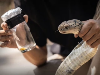AI hledá nová antibiotika ve zvířecích jedech