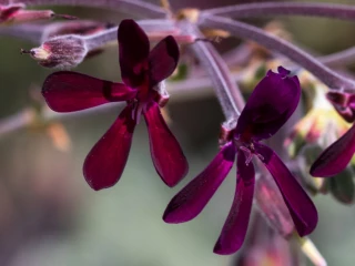 PL_kaloba_Pelargonium_sidoides_kvetiny