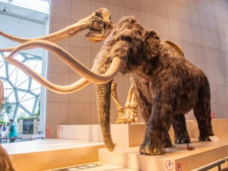 mamut