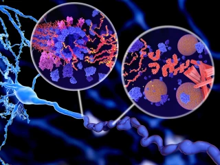 proteiny v mozku