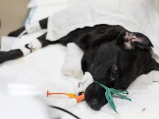pes_operace_narkoza_veterinar_intubace