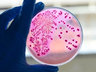 Gram-negative bacteria