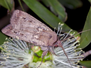 Bogong Moth (Agrotis infusa)