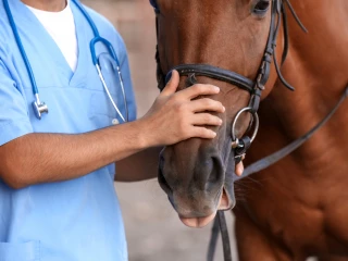 veterinář_kůň
