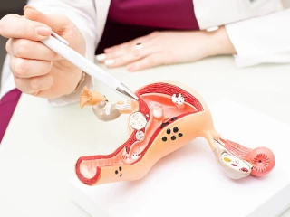 maketa gynekologie