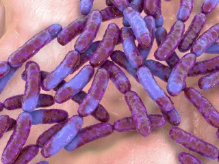 Lactobacillus reuteri