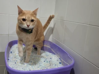Konečně průlom v terapii kočičí idiopatické cystitidy?