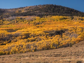 pando
