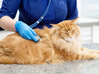 kočka u veterináře