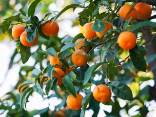 citrusy strom rostlina příroda zahrada pomeranče ovoce