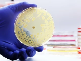 antibiotika