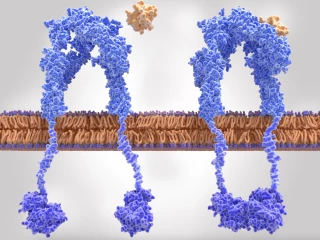 cytokine