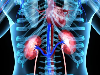 srdce a ledviny v anatomii člověka