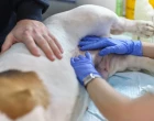 Pes veterinář urologie močová inkontinence u psů a fen