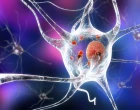 neuron_kresba