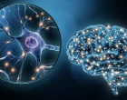 MOZOG NEURON