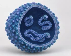 Virus Shamonda