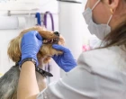 Periodontální onemocnění u psů − tichý zánět s dalekosáhlými důsledky