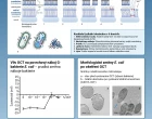 INFOGRAFIKA: Mechanismus účinku oktenidinu aneb proč je vznik rezistence nepravděpodobný?