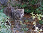 vlk obecný,  canis lupus