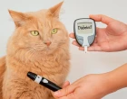diabetes kočka