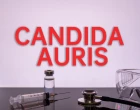 Candida auris