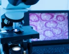 Revoluce v digitální cytologii mění pravidla hry: Jak AI zlepšuje péči o zvířecí pacienty?