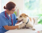 veterinář pes vyšetření 25