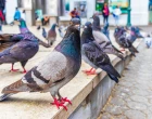 city pigeons
