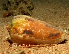 mušle