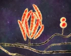 Fusarium fungi, 3D illustration