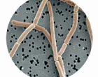  :IMPORT-KE:
