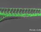 „Jednohubky“ z výzkumu – 2025/2 - zebrafish
