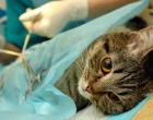 Veterinární kastrace