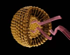 Liposomes