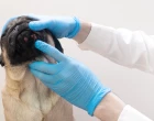 dermatologie u psů