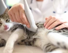cat having ultrasound scan