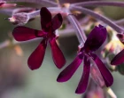 PL_kaloba_Pelargonium_sidoides_kvetiny