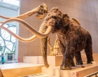 mamut
