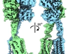 receptor jednohubky252207