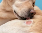 Atopic dermatitis in a dog